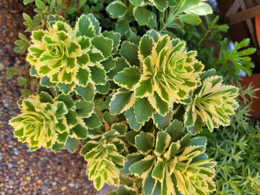  - Sedum