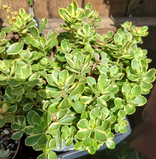  - Sedum
