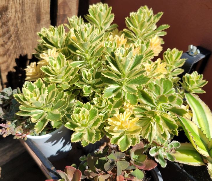  - Sedum