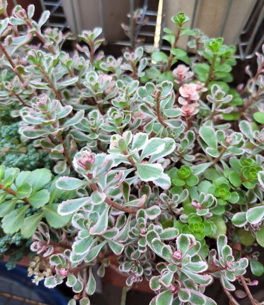  - Sedum