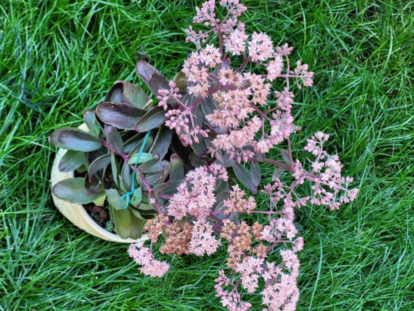  - Sedum