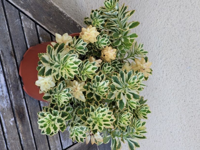  - Sedum