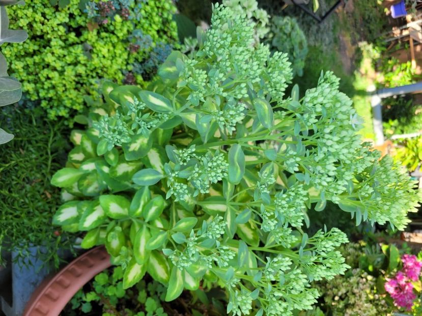  - Sedum