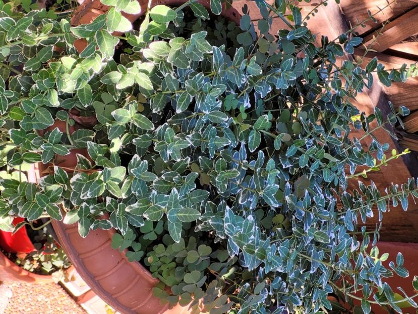  - Sedum