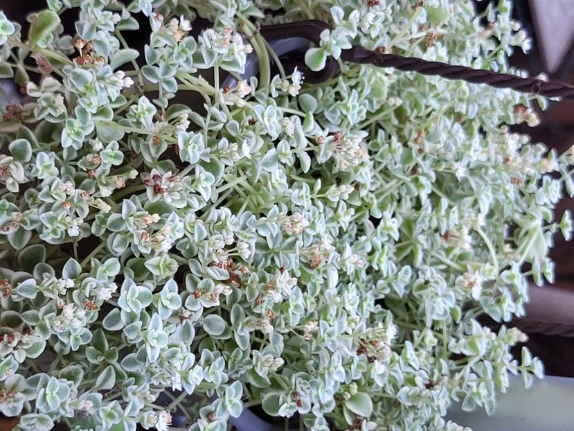  - Sedum