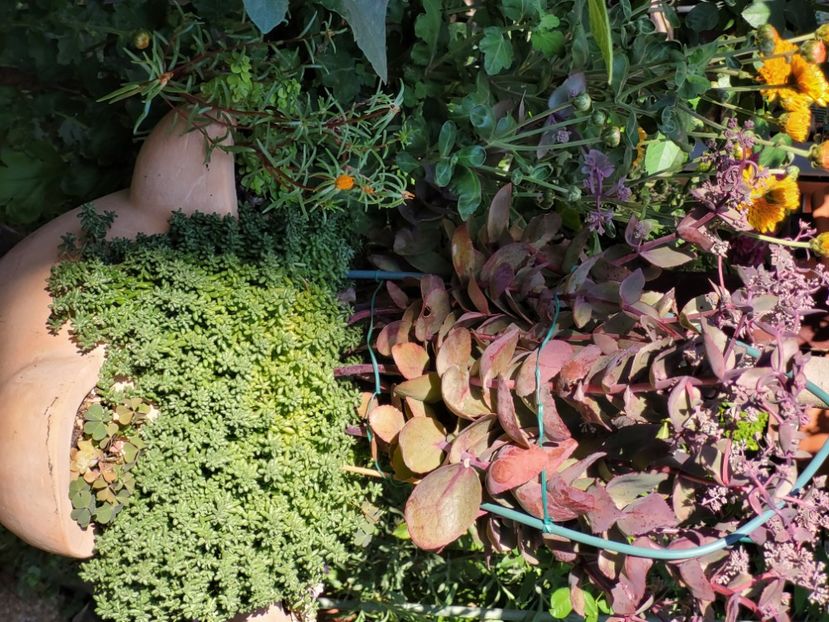  - Sedum