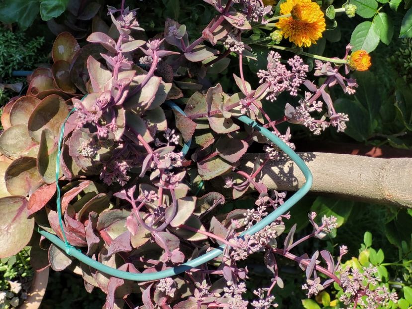  - Sedum