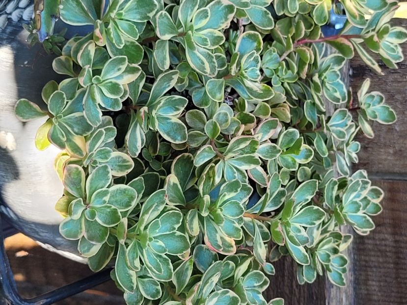  - Sedum