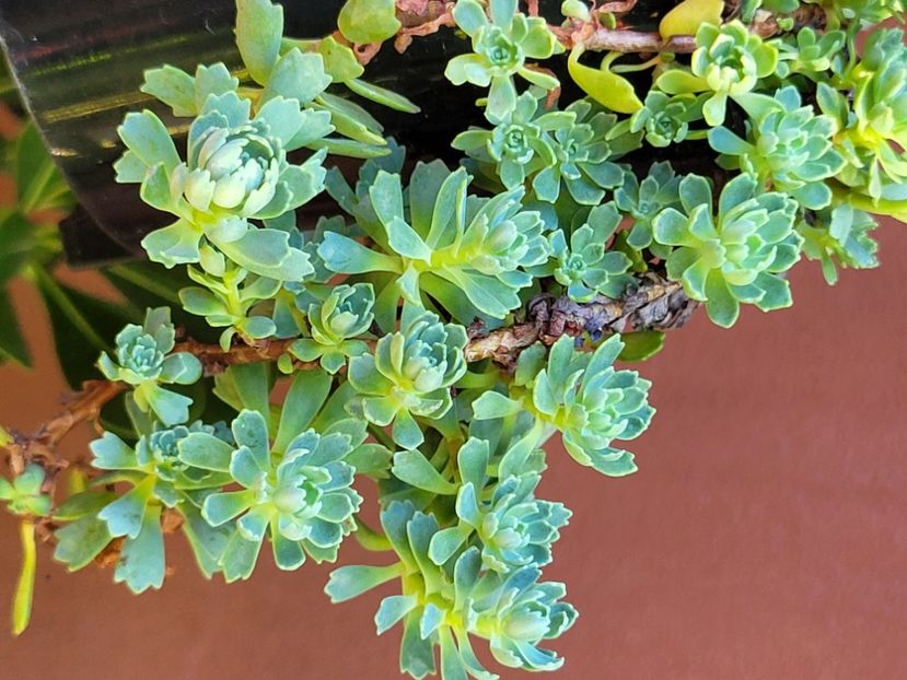  - Sedum