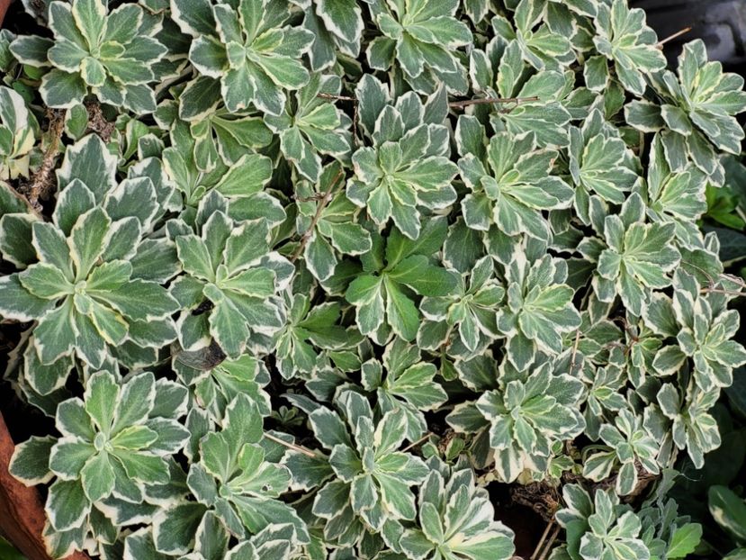  - Sedum