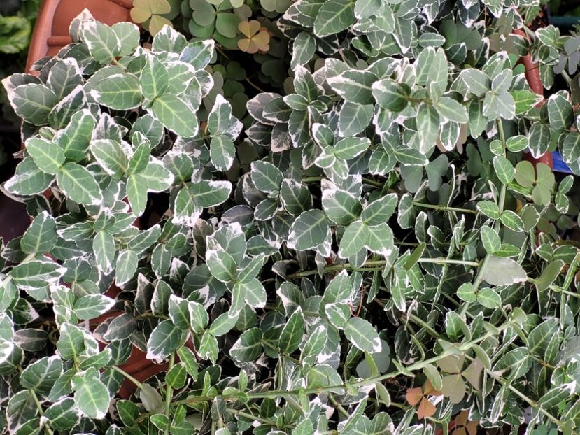  - Sedum