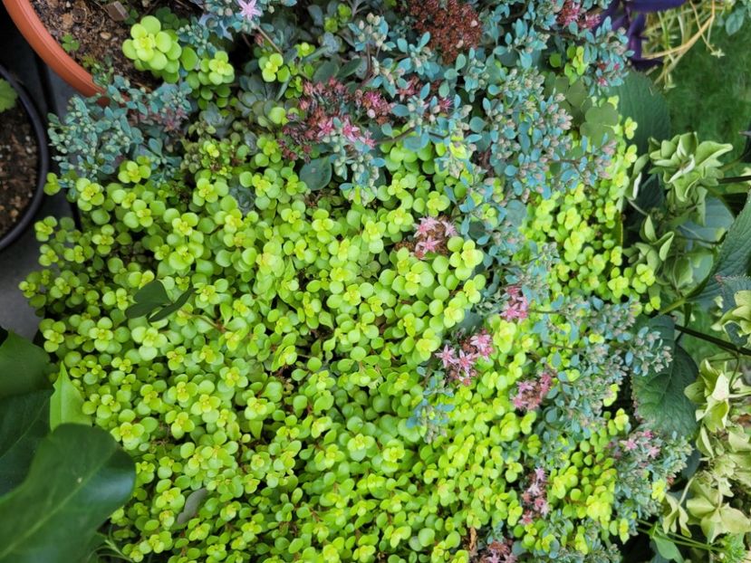  - Sedum