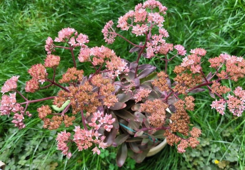  - Sedum