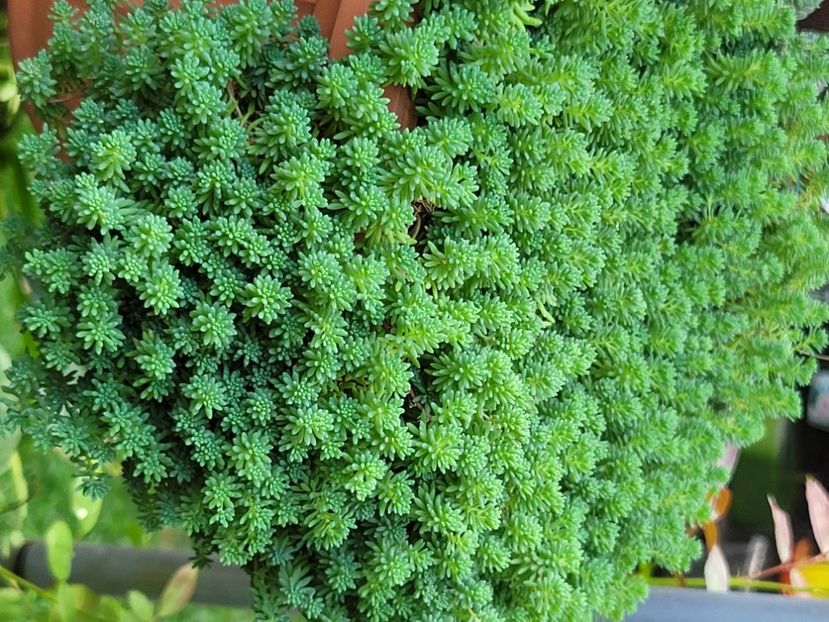  - Sedum