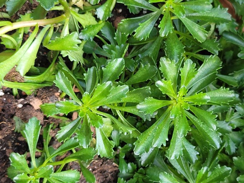  - Sedum