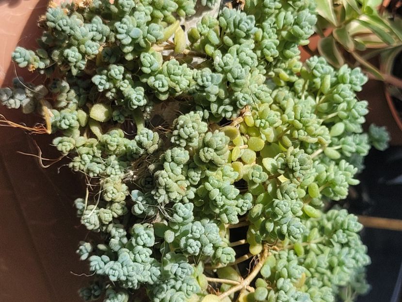  - Sedum