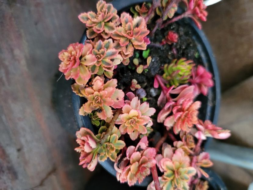  - Sedum