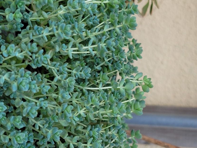  - Sedum