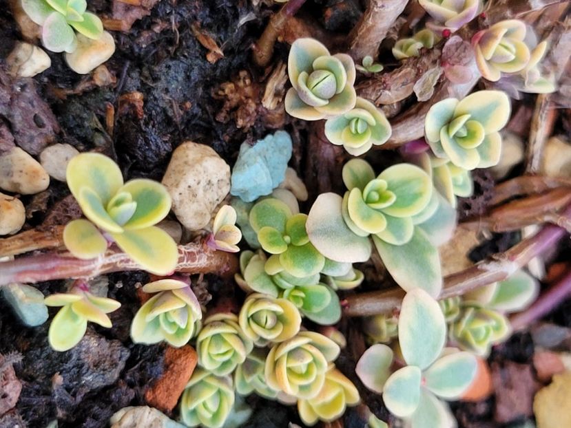  - Sedum