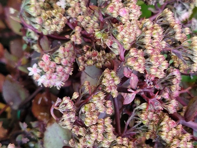  - Sedum