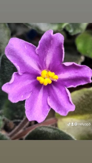 Bob s Omega - PORTRETE