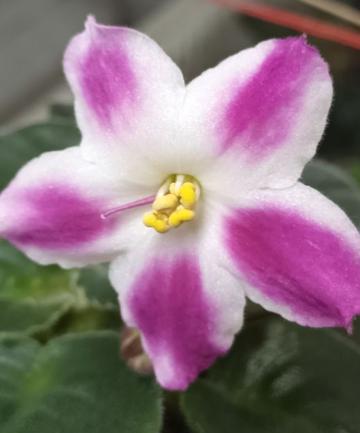 RS Margaret - PORTRETE