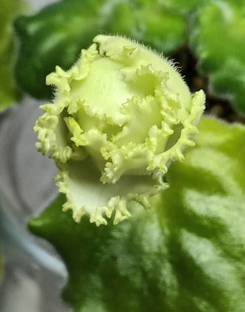 RS Izumrudnyj Gorod - PORTRETE