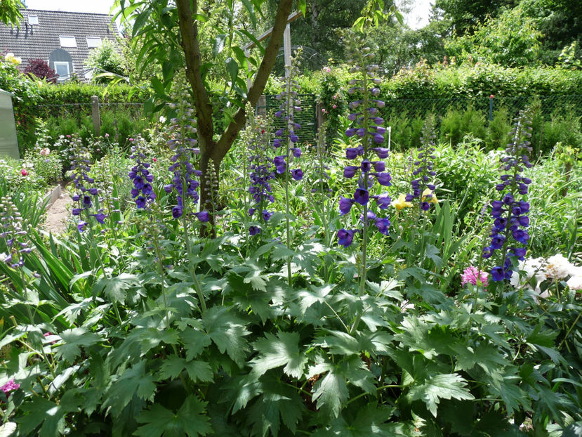 © - 2022 - Delphinium