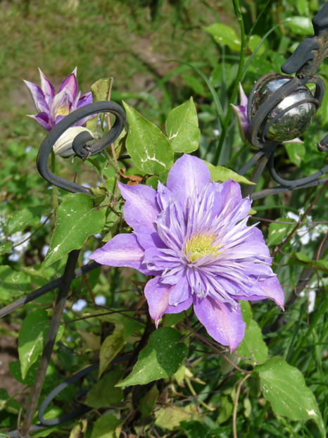  - Clematis