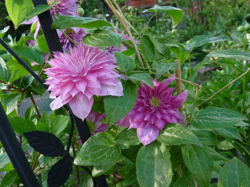  - Clematis