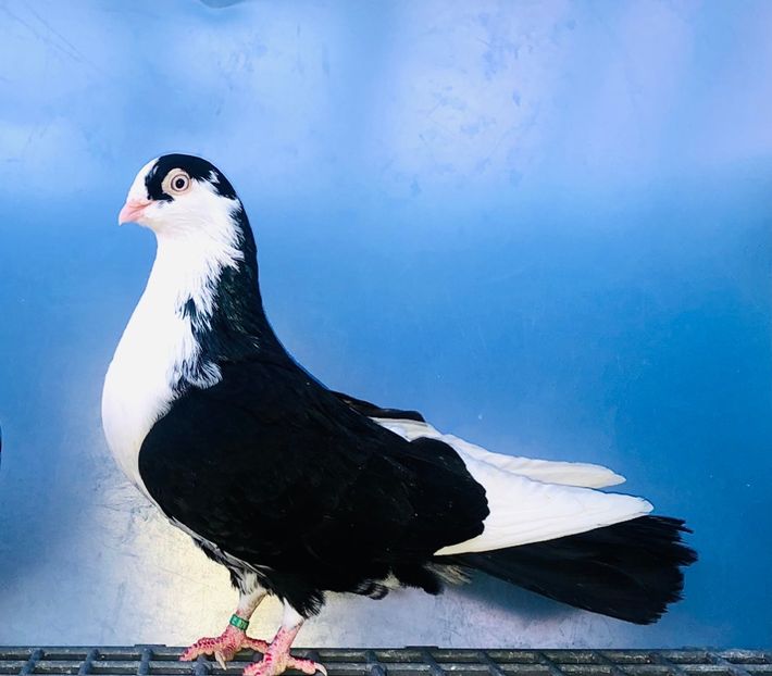 7030  Mascul  2019 - 00001 porumbei dragi mie arhivă