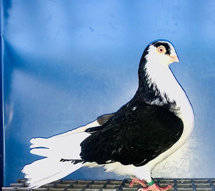 6809  Mascul  2019 - Jucători de Galați