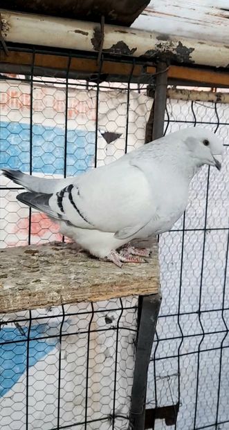 Fem 2022 - VOIAJOR ROMANESC DE FRUMUSETE FEMELE