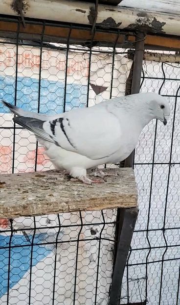 Fem 2022 - VOIAJOR ROMANESC DE FRUMUSETE FEMELE