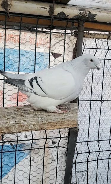 Fem 2022 - VOIAJOR ROMANESC DE FRUMUSETE FEMELE