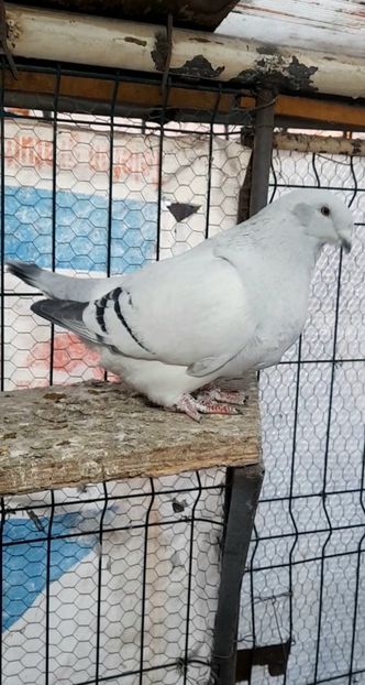 Fem 2022 - VOIAJOR ROMANESC DE FRUMUSETE FEMELE