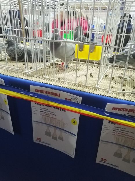  - 2023-decembrie-16-EXPOZITIE NATIONALA UCPR-BAICOI