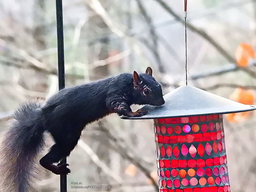 Black Canadian ecureuil - Veverita canadiana 3 - B - ANIMALS
