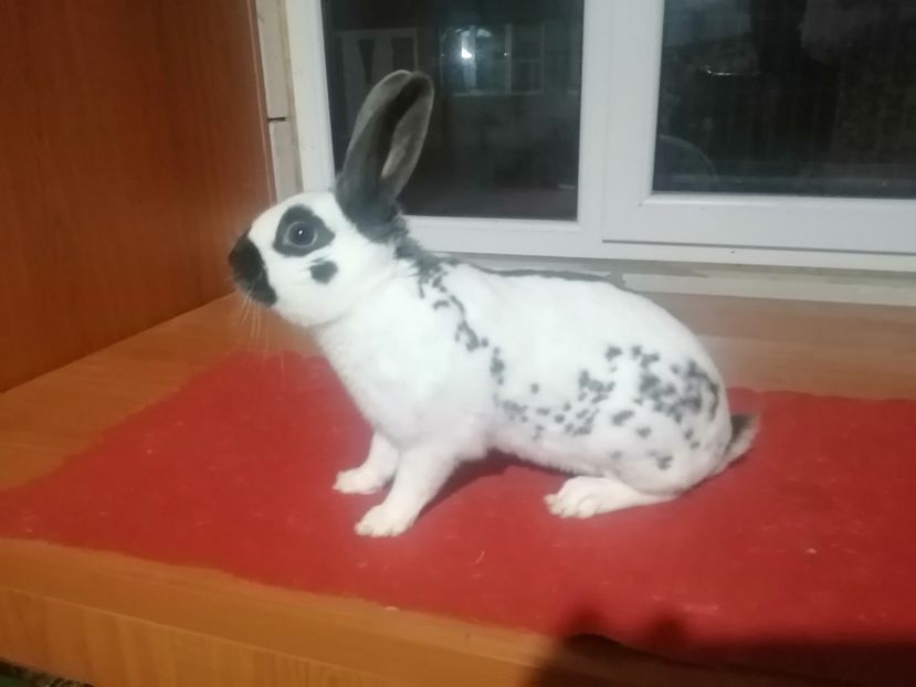 MASCUL Z547-4322 - 2-PESTRIT ENGLEZ