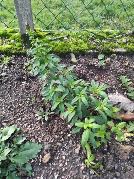 2023.12.18-gura leului - A doua grădină