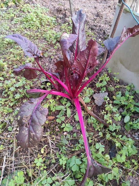 IMG-2023.12.18 - A doua grădină