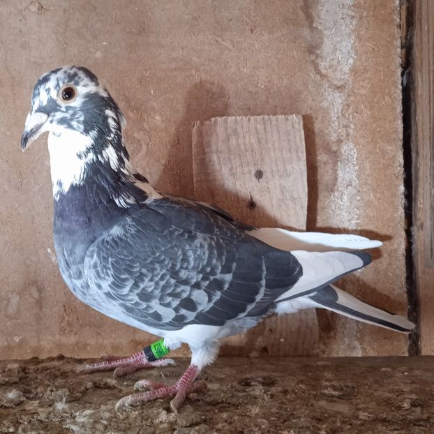 Mascul 23-863....-10 lei - Porumbei vanduti