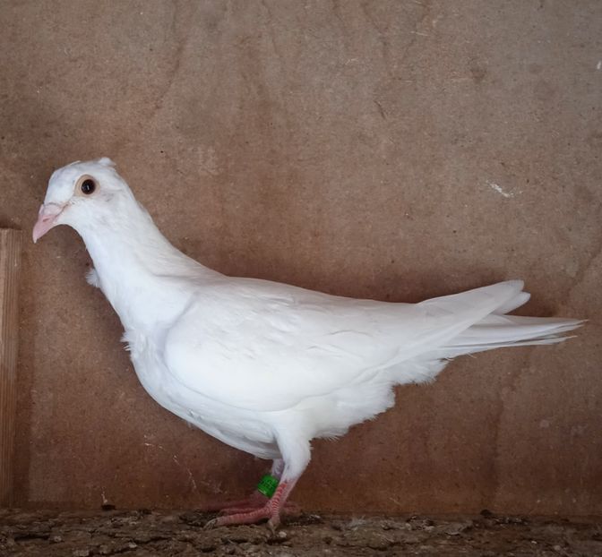 Pui 24-252....-15 lei - Porumbei vanduti