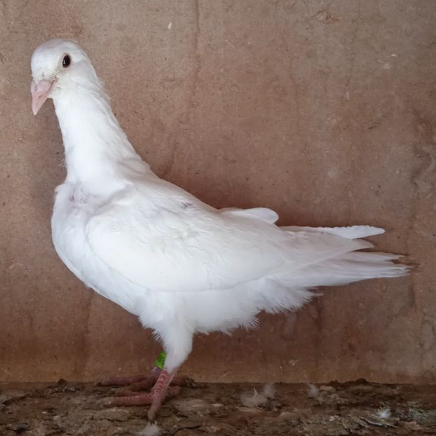 Pui 24-176....-vandut - Porumbei vanduti