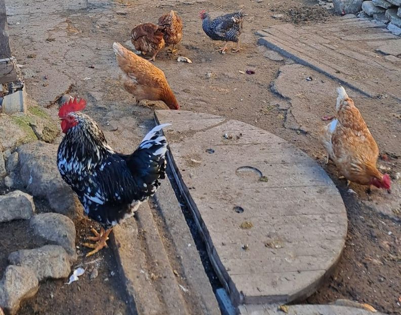 IMG-20231219-WA0014~2 - Pita pinta asturiana