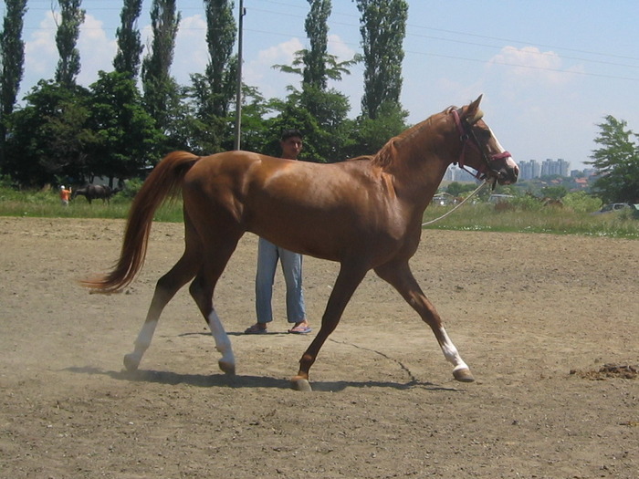 Picture 1105 - My horses - Arabian