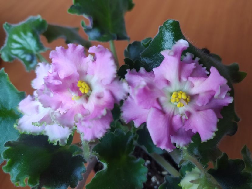 19 decembrie 2023 - crescuta pe pervaz - EK Zolotoj Fazan