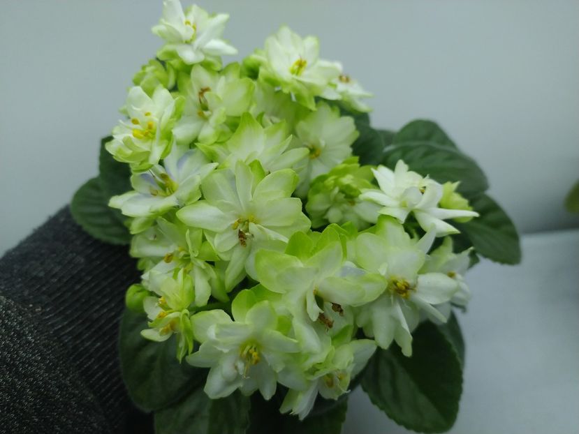 19 decembrie 2023 - N - Snezhnyi Georgin STANDARD