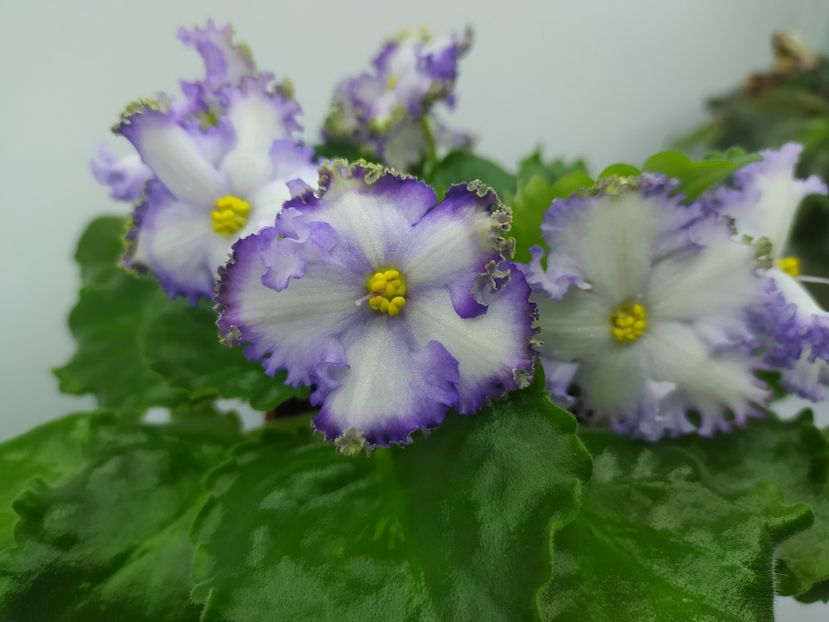 19 decembrie 2023 - NK Vichna Molodist