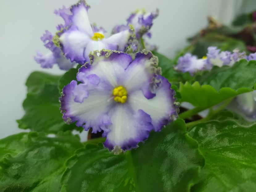 19 decembrie 2023 - NK Vichna Molodist